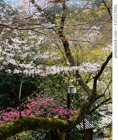 Hase-ji Temple櫻花奈良縣 Hase-ji Temple櫻花奈良縣 135317692