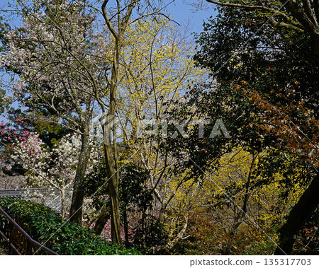 Hase-ji Temple櫻花奈良縣 Hase-ji Temple櫻花奈良縣 135317703