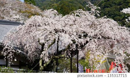 Hase-ji Temple櫻花奈良縣 Hase-ji Temple櫻花奈良縣 135317715