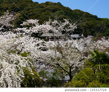 Hase-ji Temple cherry blossoms Nara Prefecture 135317729