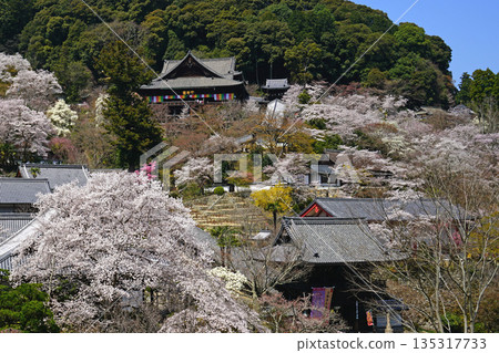 Hase-ji Temple櫻花奈良縣 Hase-ji Temple櫻花奈良縣 135317733