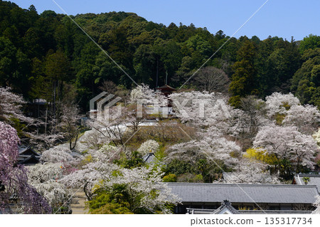 Hase-ji Temple櫻花奈良縣 Hase-ji Temple櫻花奈良縣 135317734