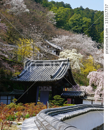 Hase-ji Temple cherry blossoms Nara Prefecture Hase-ji Temple cherry blossoms Nara Prefecture 135317737