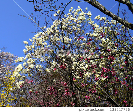 Hase-ji Temple cherry blossoms Nara Prefecture 135317756