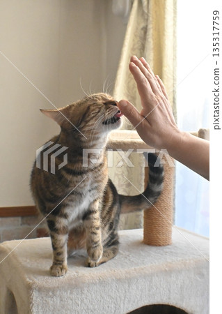 Cat greeting with a high five Cat greeting with a high five 135317759