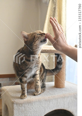 Cat greeting with a high five 135317760