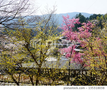 Hase-ji Temple cherry blossoms Nara Prefecture Hase-ji Temple cherry blossoms Nara Prefecture 135318038