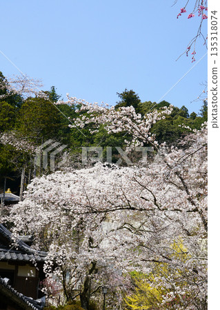 Hase-ji Temple cherry blossoms Nara Prefecture Hase-ji Temple cherry blossoms Nara Prefecture 135318074