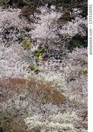 Hase-ji Temple櫻花奈良縣 Hase-ji Temple櫻花奈良縣 135318091