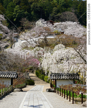 Hase-ji Temple櫻花奈良縣 Hase-ji Temple櫻花奈良縣 135318106