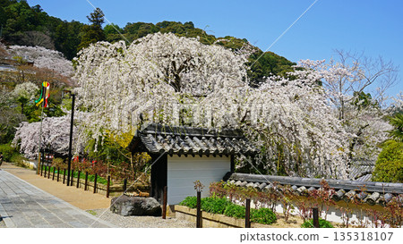 Hase-ji Temple櫻花奈良縣 Hase-ji Temple櫻花奈良縣 135318107