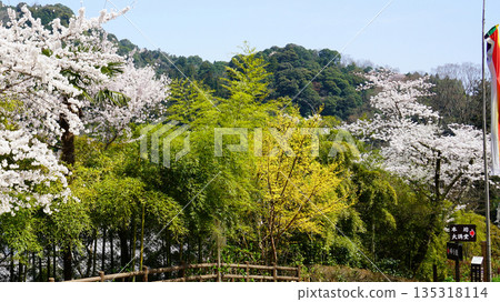 Hase-ji Temple cherry blossoms Nara Prefecture 135318114