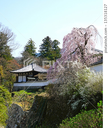 Hase-ji Temple cherry blossoms Nara Prefecture 135318127