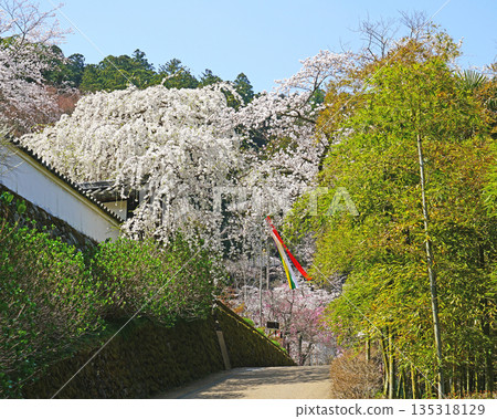 Hase-ji Temple cherry blossoms Nara Prefecture Hase-ji Temple cherry blossoms Nara Prefecture 135318129