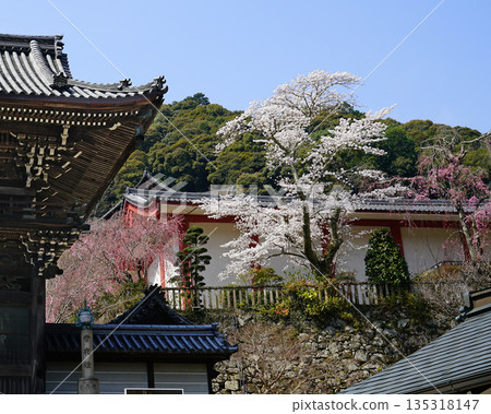 Hase-ji Temple cherry blossoms Nara Prefecture 135318147