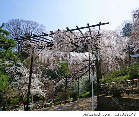 Hase-ji Temple cherry blossoms Nara Prefecture Hase-ji Temple cherry blossoms Nara Prefecture 135318148