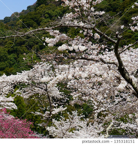 Hase-ji Temple櫻花奈良縣 Hase-ji Temple櫻花奈良縣 135318151