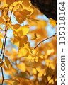 銀杏葉的葉子上色了黃色 135318164