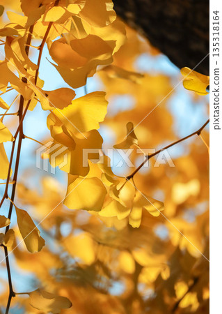 銀杏葉的葉子上色了黃色 135318164
