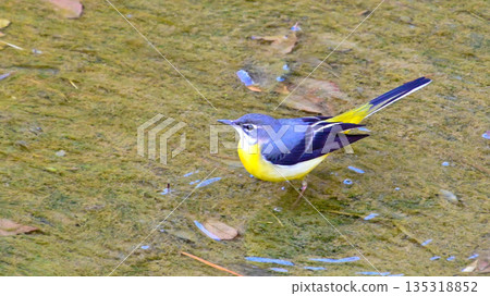 Grey wagtail searching for food in the river Grey wagtail searching for food in the river 135318852