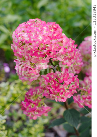 Panicle Hydrangea Framboisine in Pinkish Bloom Phase 135318945