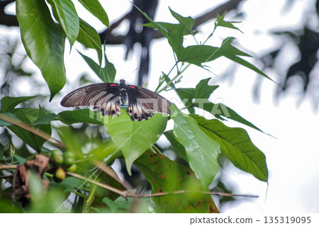 Elegant Butterfly Resting on Green Leaf with Intricate Wing Pattern in Natural Light, Capturing the Beauty of Wildlife in a Lush Habitat 135319095