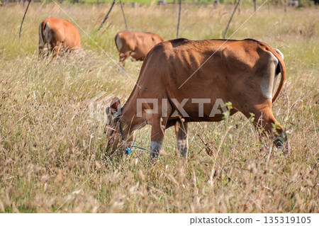 Brown Cows Grazing in a Field with Dry Grass under Natural Light, showcasing rural life and sustainable agriculture practices Brown Cows Grazing in a Field with Dry Grass under Natural Light, showcasing rural life and sustainable agriculture practices 135319105