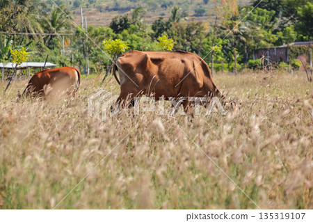 Brown Cows Grazing in Field with Natural Light, Focused on Sustainable Agriculture and Rural Life, Offering Ample Copy Space for Text Overlay Brown Cows Grazing in Field with Natural Light, Focused on Sustainable Agriculture and Rural Life, Offering Ample Copy Space for Text Overlay 135319107