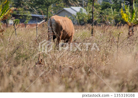 Brown Cow Grazing in Dry Field with Natural Light, Eating Grass, Rural Scene for Sustainable Farming and Agriculture Concept 135319108