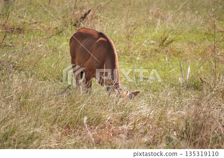 Brown calf grazing in dry grass field under natural light, copy space promoting sustainable farming practices and animal welfare Brown calf grazing in dry grass field under natural light, copy space promoting sustainable farming practices and animal welfare 135319110