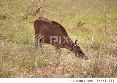 Banteng Grazing in Open Field Under Natural Light, Showing Wild Animal in Natural Habitat, Offering Copy Space for Conservation Message Banteng Grazing in Open Field Under Natural Light, Showing Wild Animal in Natural Habitat, Offering Copy Space for Conservation Message 135319111