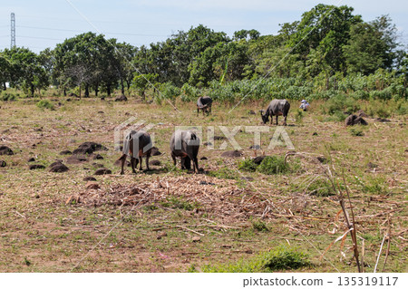 Water Buffalo Grazing in Field with Natural Light, Deforestation Concerns and Copy Space for Environmental Awareness Campaigns 135319117