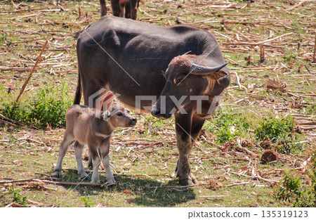 Mother Water Buffalo with Calf Standing in Grassy Field with Natural Light, showcasing animal bond and wildlife conservation efforts Mother Water Buffalo with Calf Standing in Grassy Field with Natural Light, showcasing animal bond and wildlife conservation efforts 135319123
