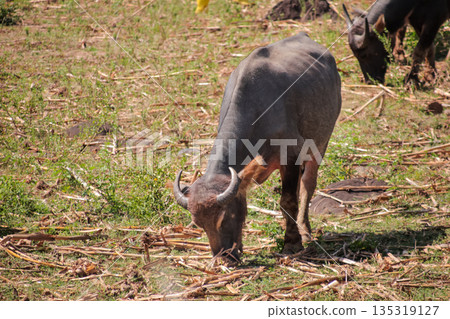 Water Buffalo Grazing in Field with Natural Light, Showing Horns and Dark Coat, in Rural Setting for Agricultural or Wildlife Concept 135319127