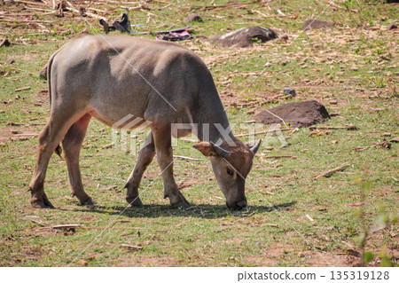 Water Buffalo Grazing in Open Field Under Natural Light, with Visible Ribs Indicating Malnutrition, Providing Copy Space 135319128