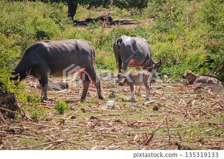 Water Buffalo Grazing with Calf in Natural Habitat Under Bright Sunlight with Greenery, Showcasing Rural Life and Peaceful Coexistence in the Animal Kingdom Water Buffalo Grazing with Calf in Natural Habitat Under Bright Sunlight with Greenery, Showcasing Rural Life and Peaceful Coexistence in the Animal Kingdom 135319133
