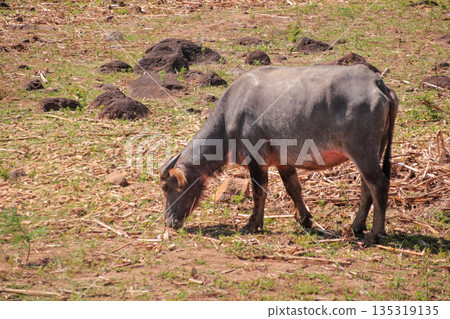 Water Buffalo Grazing in a Field with Natural Light, Showing Sustainable Animal Husbandry and Traditional Farming Practices in Rural Areas 135319135