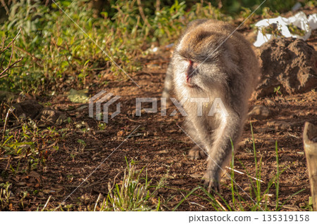 Monkey Walking Away in Natural Habitat with Copy Space, Showcasing Wildlife Conservation and Primate Behavior Studies in Natural Light 135319158