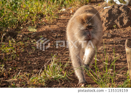 Alert Macaque Walking Forward on Dirt Path with Natural Light, Observing its Habitat for Wildlife Conservation and Biodiversity Studies Alert Macaque Walking Forward on Dirt Path with Natural Light, Observing its Habitat for Wildlife Conservation and Biodiversity Studies 135319159