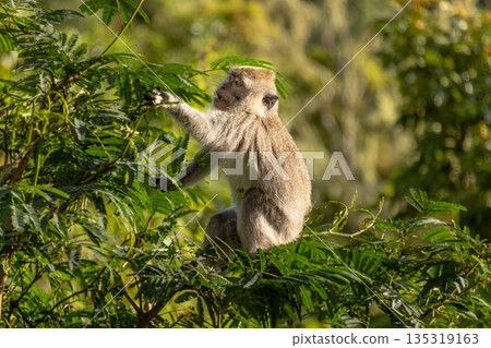 Macaque Monkey Foraging in Lush Green Foliage, Lit by Natural Light, Creating a Sense of Wildness and Serenity in Dunia Binatang 135319163