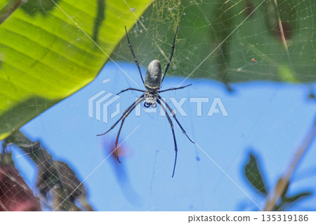 Golden Orb Weaver Spider Hanging in Web with Natural Light Filtering Through Leaves, Creating a Copy Space Perfect for Educational Content Golden Orb Weaver Spider Hanging in Web with Natural Light Filtering Through Leaves, Creating a Copy Space Perfect for Educational Content 135319186