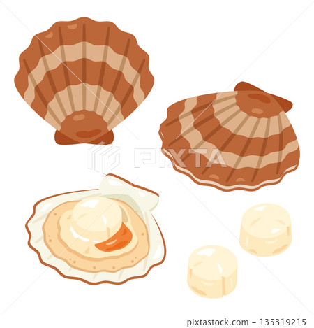 扇貝插圖集 135319215