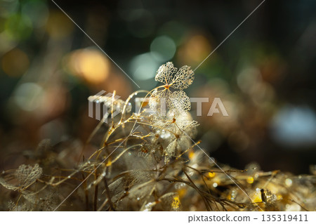 枯萎的繡球花 135319411