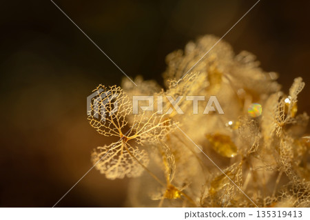 枯萎的繡球花 135319413