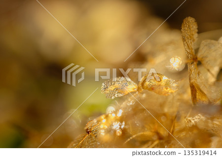Withered hydrangea Withered hydrangea 135319414