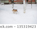 Dog Walk Through Snowy Woods: Winter Landscape Scene in Soft White Light 135319423