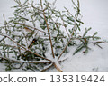 Discarded Christmas Tree lay on Snow, winter scene, outdoor, landscape shot 135319424