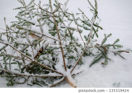 Discarded Christmas Tree lay on Snow, winter scene, outdoor, landscape shot Discarded Christmas Tree lay on Snow, winter scene, outdoor, landscape shot 135319424