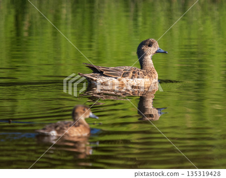 Female Swan or Mareca penelope and Young Duckling Swimming on Lake in Morning Sunlight. Waterfowl Birds, Leading Ducklings and Ecology Concept Female Swan or Mareca penelope and Young Duckling Swimming on Lake in Morning Sunlight. Waterfowl Birds, Leading Ducklings and Ecology Concept 135319428