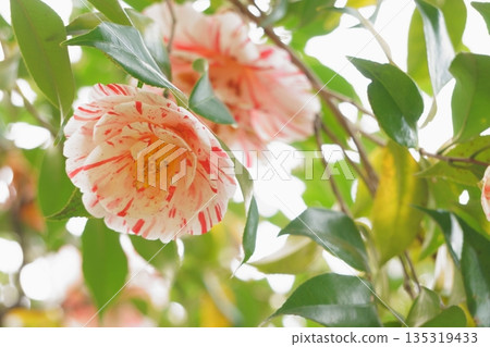 Higurashi: White and red dyed camellia Higurashi: White and red dyed camellia 135319433
